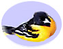 Spot-Breasteed Oriole