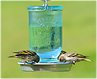 Mason Jar Waterer