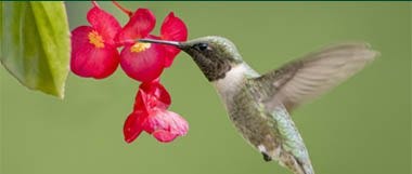 Hummingbirds 101