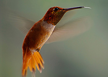 Allen's Hummingbird migration Allen's Hummingbird migration
