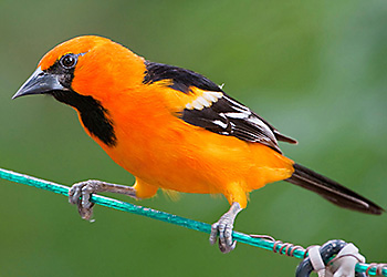 Altamira Oriole migration