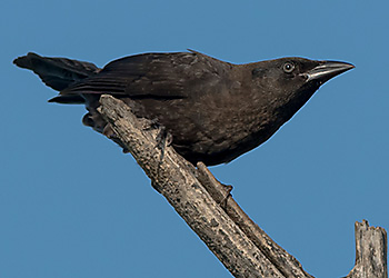 American Crow migration