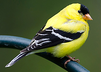 American Goldfinch migration