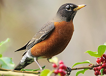 American Robin migration