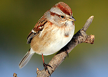 American Tree Sparrow migration American Tree Sparrow migration