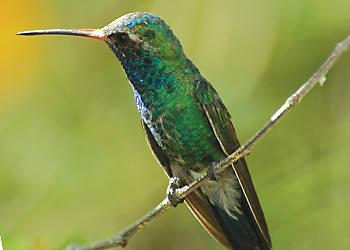 Buff-bellied Hummingbird facts