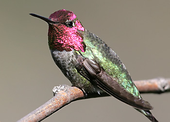 Anna's Hummingbird migration