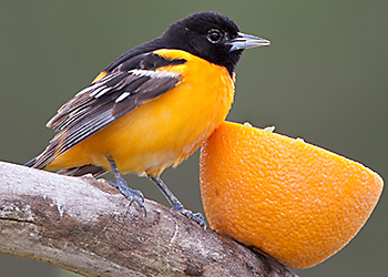 Baltimore Oriole migration