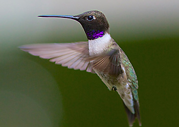 Black-chinned Hummingbird migration