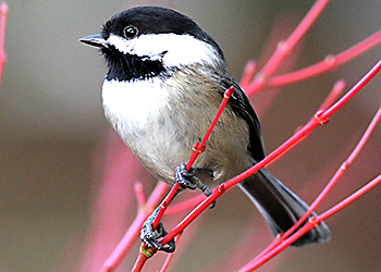 Black-capped Chickadee migration