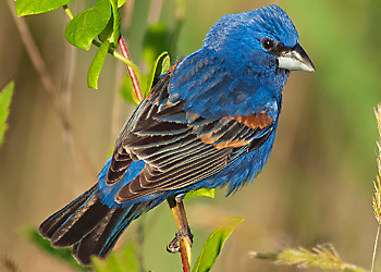 Blue Grosbeak migration Blue Grosbeak migration