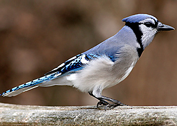 Blue Jay migration