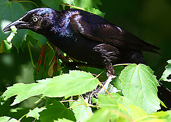 Brewer's Blackbird migration