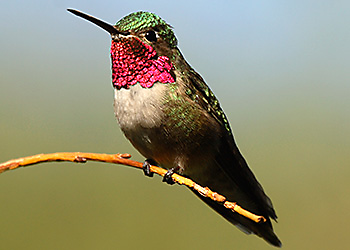 Broad-tailed Hummingbird migration