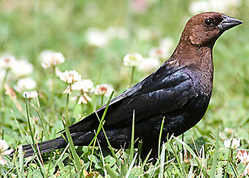 Brown-headed Cowbird migration