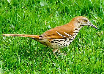 Brown Thrasher migration