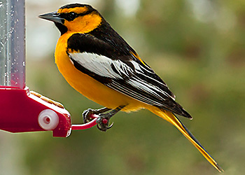 Bullock's Oriole migration