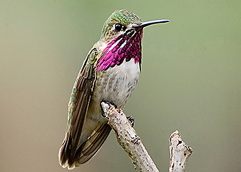 Calliope Hummingbird migration