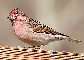 Cassin's Finch migration