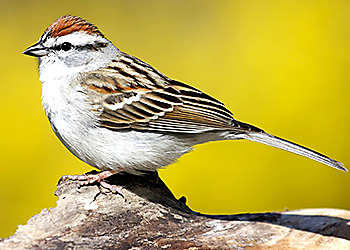 Chipping Sparrow migration