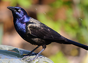 Common Grackle migration