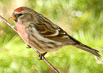 Common Redpoll migration