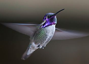Costa's Hummingbird Costa's Hummingbird