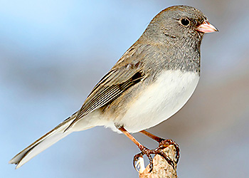 Dark-eyed Junco migration