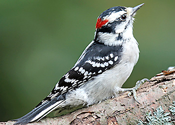 Downy Woodpecker Downy Woodpecker