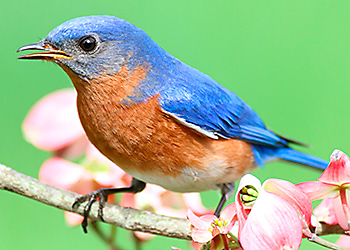 Eastern Bluebird migration Eastern Bluebird migration