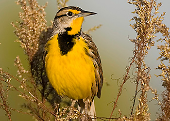 Eastern Meadowlark migration