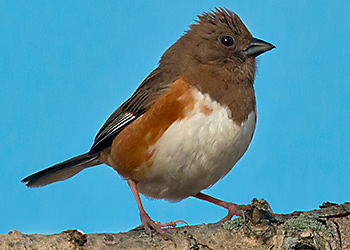 Eastern Towhee migration