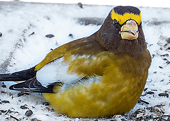 Evening Grosbeak migration