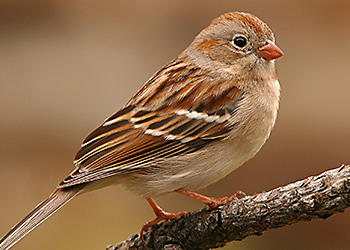 Field Sparrow migration