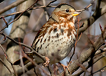 Fox Sparrow migration Fox Sparrow migration