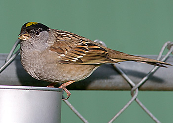 Golden-crowned Sparrow migration