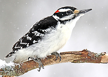 Hairy Woodpecker migration