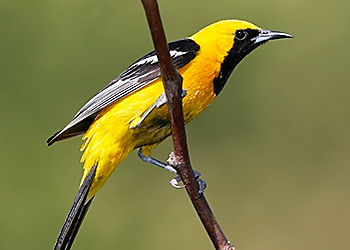 Hooded Oriole migration Hooded Oriole migration