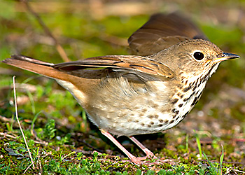 Hermit Thrush migration