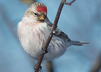 Hoary Redpoll migration