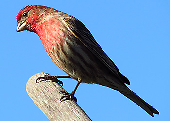 House Finch migration