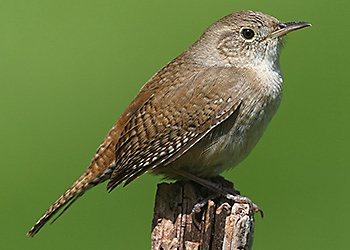 House Wren migration