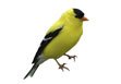 American Goldfinch