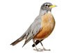 American Robin