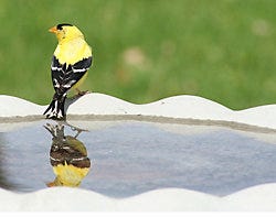 American Goldfinch