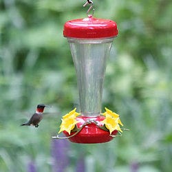 Learn how to clean your hummingbird feeder