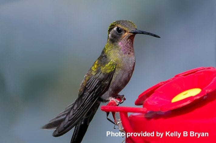 Amethyst-Throated Hummingbird