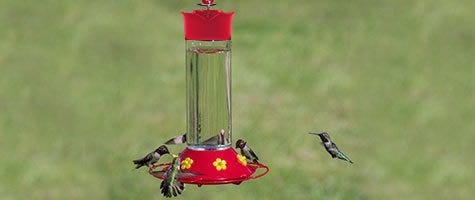 Hummingbird Feeders