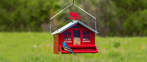 Types of Bird Feeders