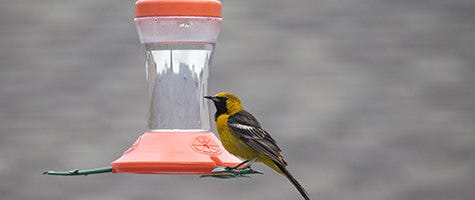 Types of Oriole Feeders